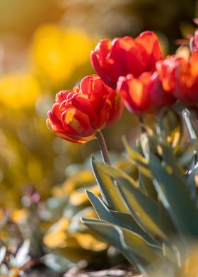 Red orange tulip flowers