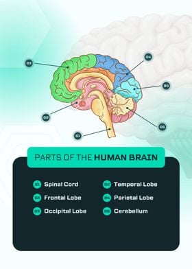 Parts of the human brains