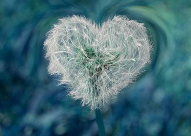 heart dandelion 