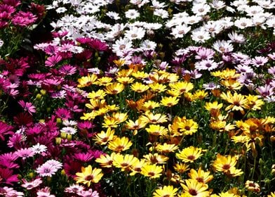 colorful daisy in bloom 