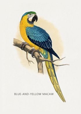 Blue and Yellow Macaw