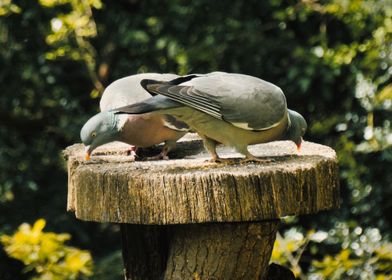 Pigeon Pair