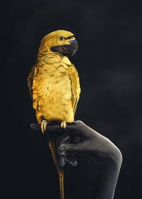 Golden Parrot