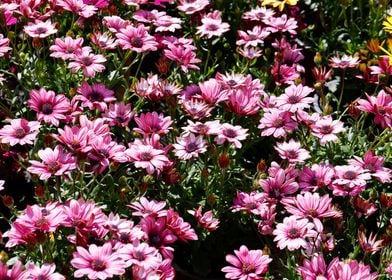 colorful daisy in bloom 