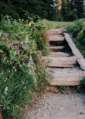 Wildflower Steps