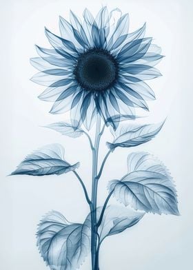 Sunflower in xrays