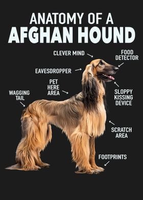 Afghan Hound Anatomy