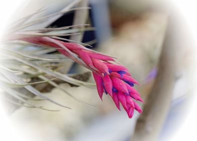 decorative tropical plant 