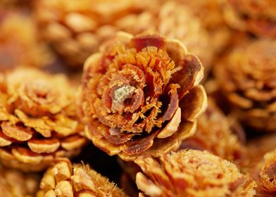 decorative dried fruit 