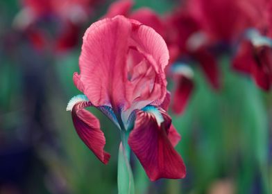 iris gladiolus in bloom 