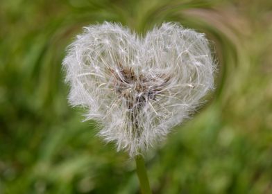 heart dandelion 