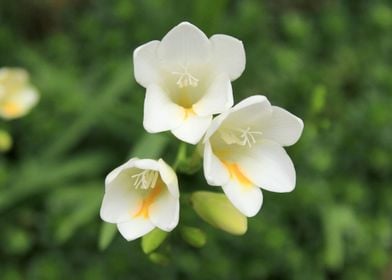 white wildflower