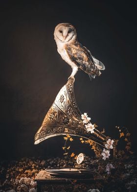 Gramophone Owl