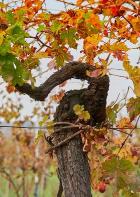 vineyard in autumn