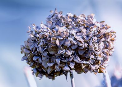 dried hydrangea in winter