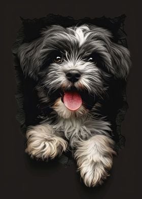 Havanese