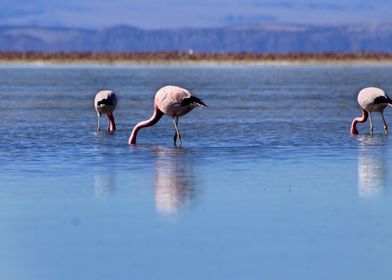 Pink Flamingos on a lake