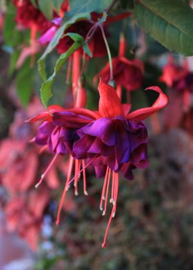 fuchsia from southamerica