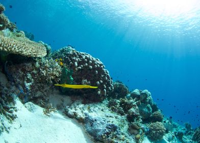 Golden trumpetfish