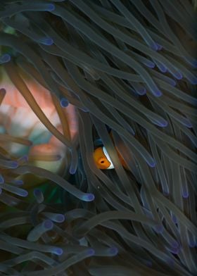 Peaking out of the anemone