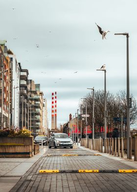 Urban Seagull Landing