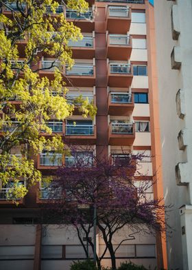 Trees and concrete