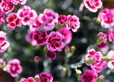 carnation in bloom 