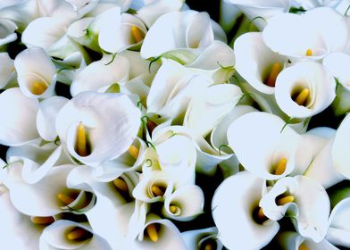 calla lily in the garden