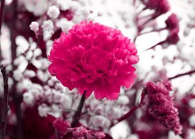 carnation in bloom 