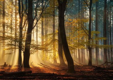 Dutch forest in autumn