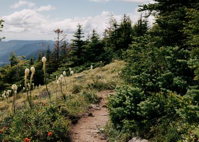 Early Summer Hiking Trail