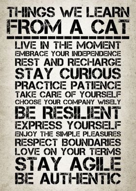 Life Lessons From Cats