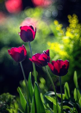 Red tulip flower in garden