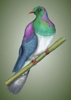 Kereru Wood pigeon