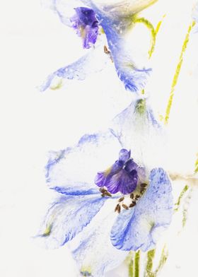 Delphinium in ice 2