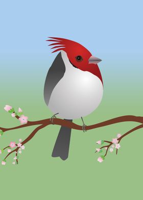 Red crested cardinal