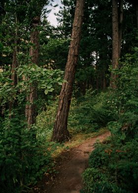 A Walk in the Woods