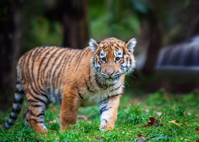 Tiger cub