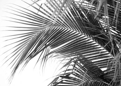 Lush Caribbean Palms 4