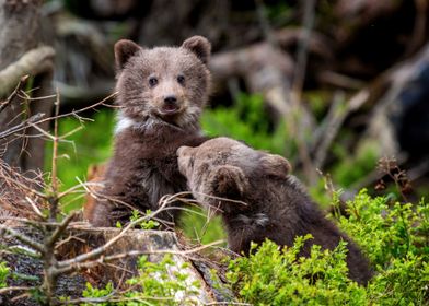 Bear cubs