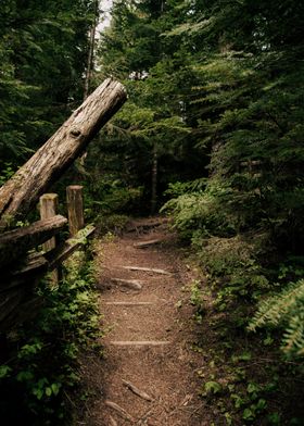 Forest Path