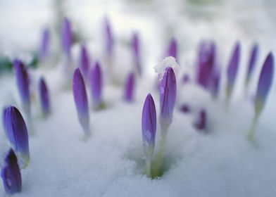 flower snow violet