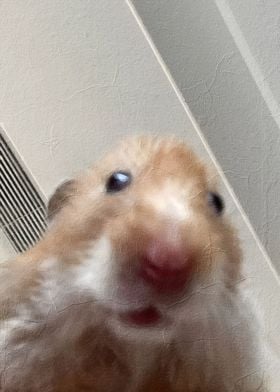 Hamster Meme