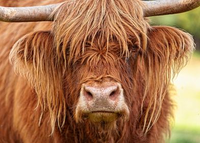 Face of a Scottish Cow