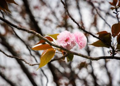 Cherry blossom