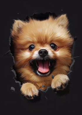 Pomeranian