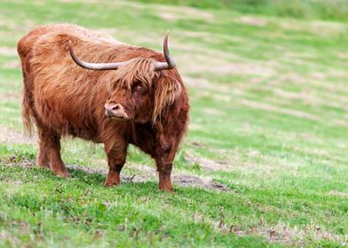 Scottish Highland Cow