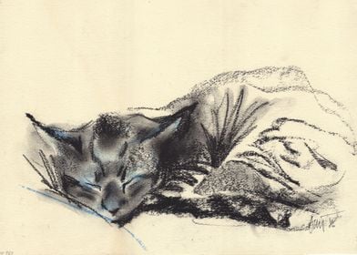 Sleeping kitten 960