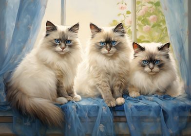 Three Ragdoll cats