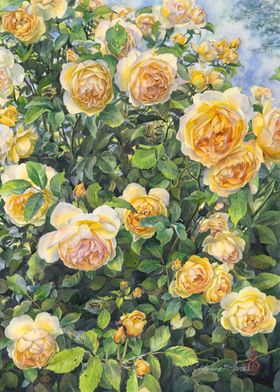 English Roses in Yellow